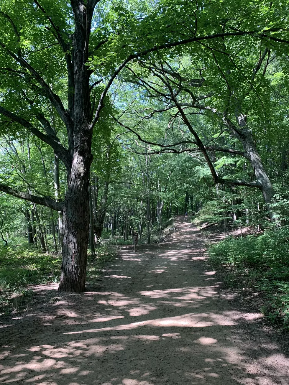 trees