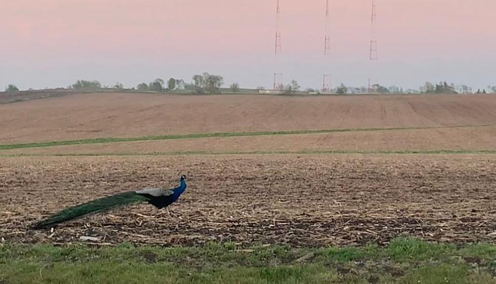 I Finally Know Why I Saw A Peacock In The Middle Of Nowhere Iowa