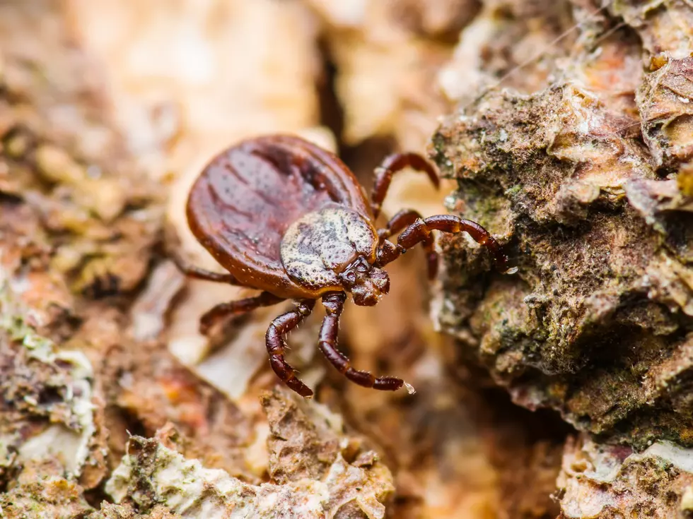 Another Brutal Tick Season For The Quad Cities In 2022