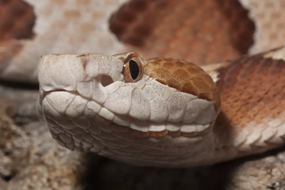 The Most Venomous Animals To Keep An Eye Out For This Summer In Iowa