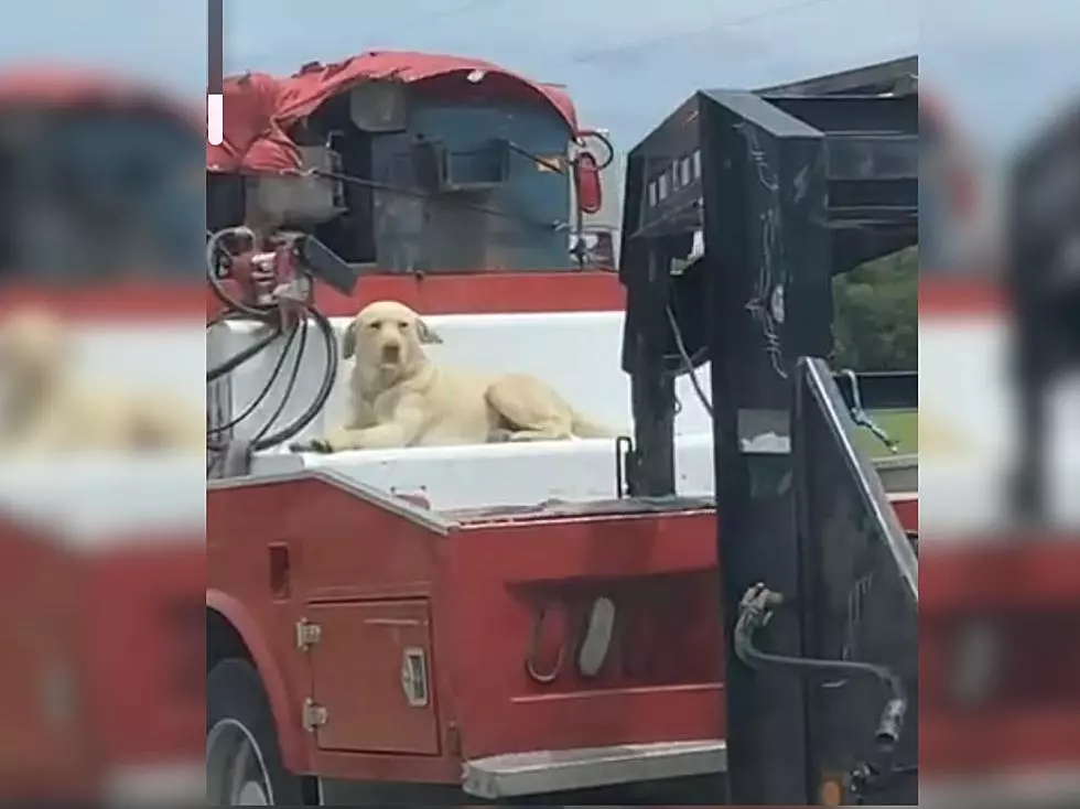 Iowa Dog Caught On Video Cruising Down The Road