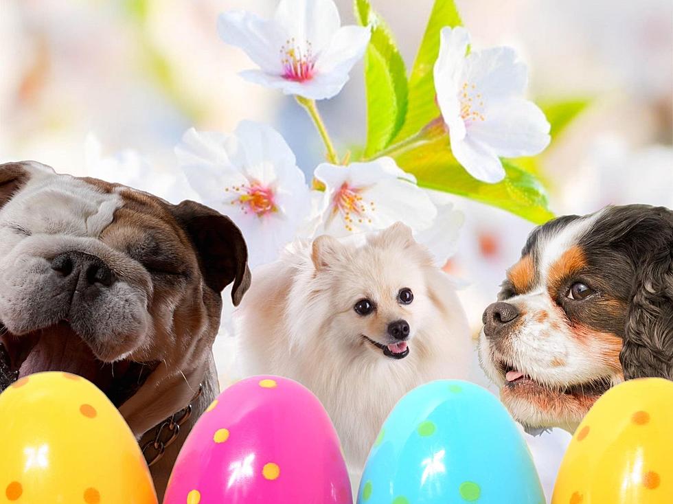 Your Dog Can Get Pictures With The Easter Bunny In Quad Cities