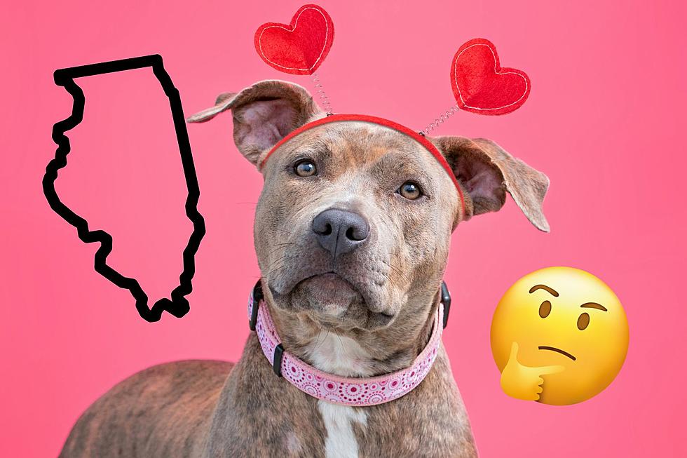 These Are The Dog Breeds That Are Least Trusted In Illinois