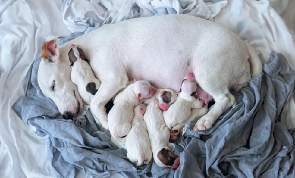 Why Moms and Puppies Go to Foster Homes: Local Rescue Explains the Life-Saving Process