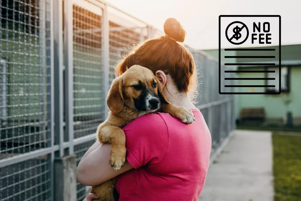 Adoption Fees Waived as Kings Harvest Pet Rescue Faces Full Shelter