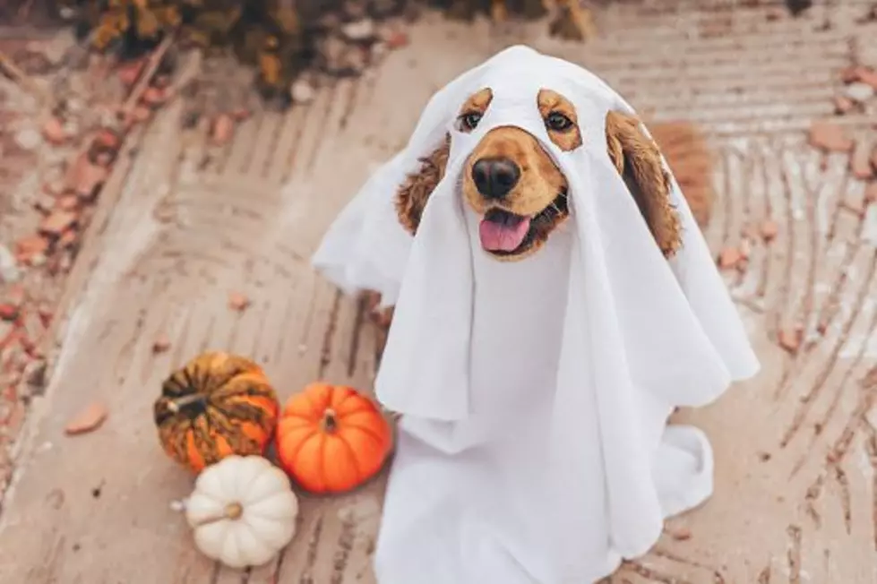 Davenport Is Hosting a Howl-O-Ween Party for Your Pets, and It’s for a Great Cause