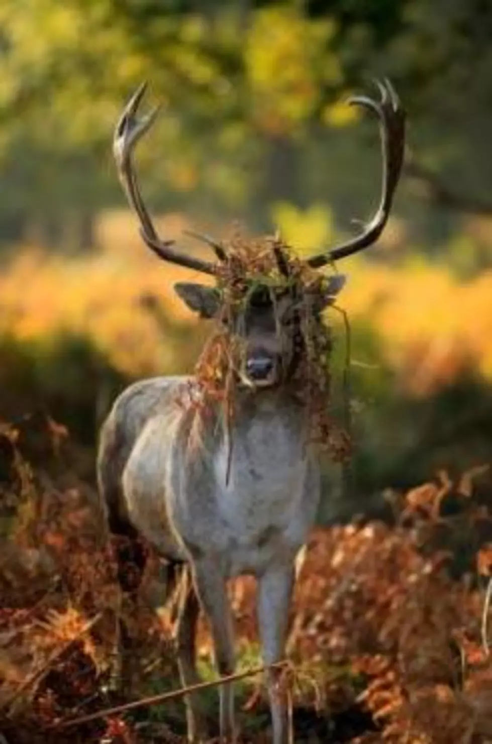 NFL Players Discover New Advantage With Deer Antlers