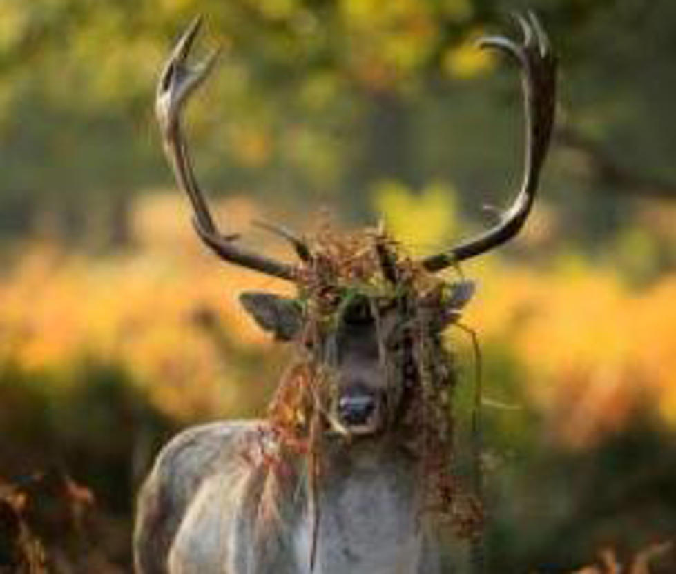 NFL Players Discover New Advantage With Deer Antlers