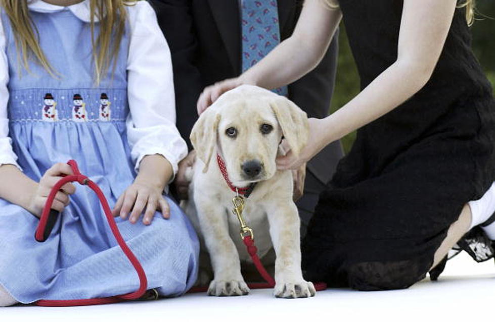 The Cutest Guilty Dog In The World [Video]