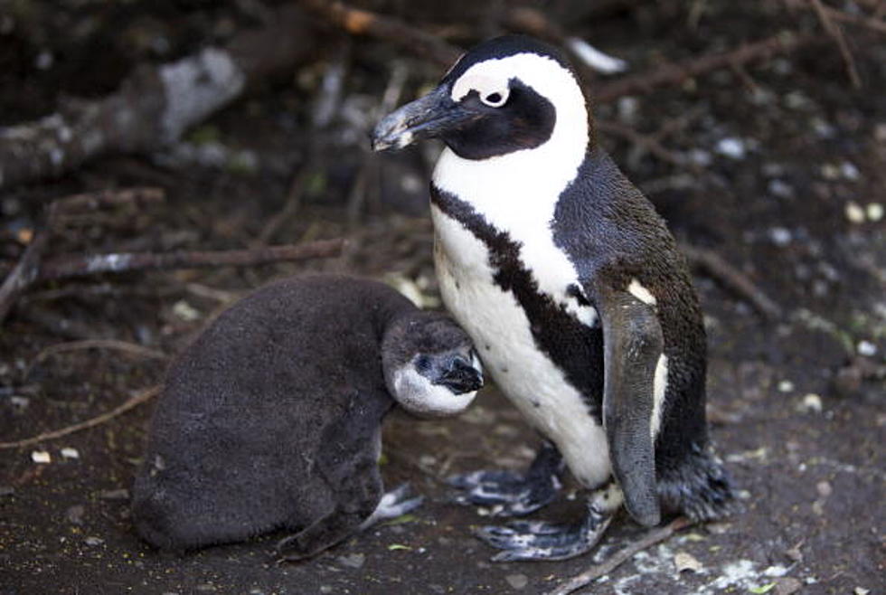 Baby Penguin Being Tickled! [Video]