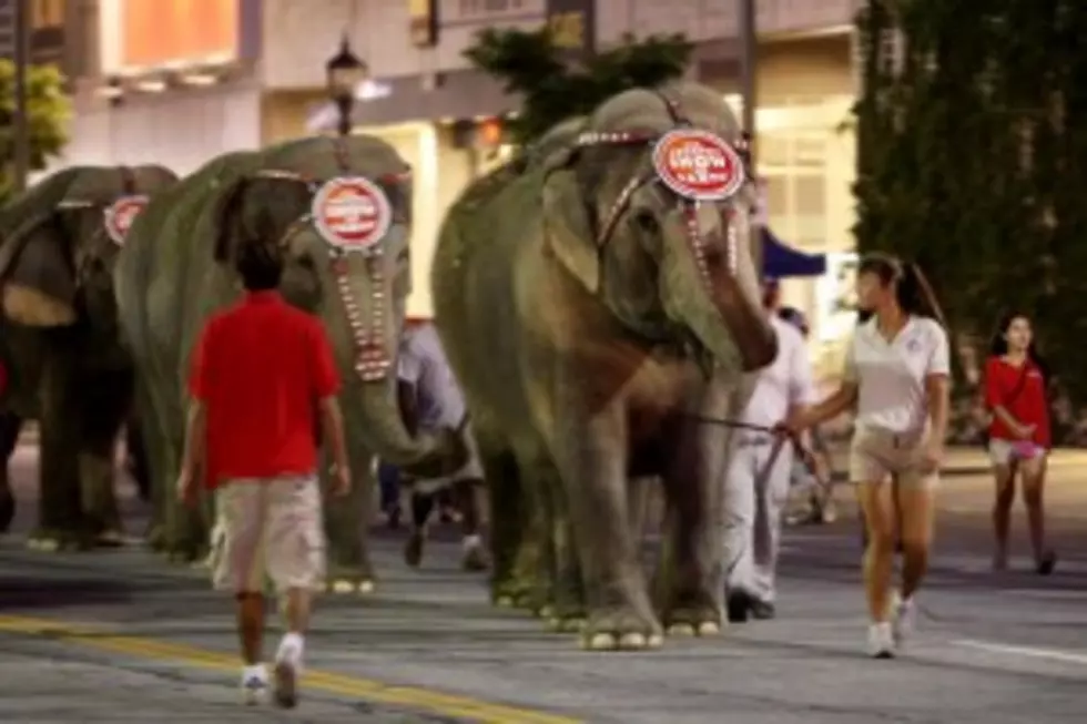 Marching Elephants Coming To Albany!
