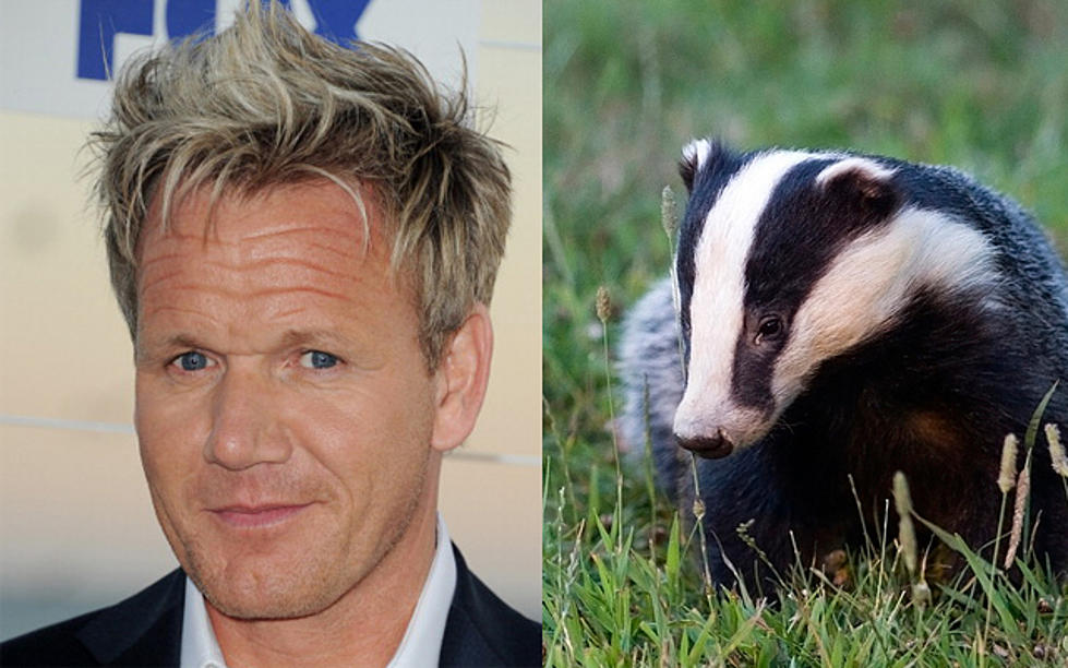 Chef Gordon Ramsay’s Dwarf Porno Star Look-A-Like Found Dead In Badger Den