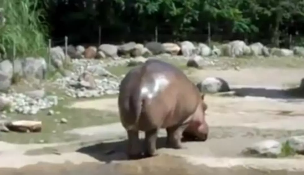 Hippo Shows You Something You Never Want To Witness At The Zoo [VIDEO]