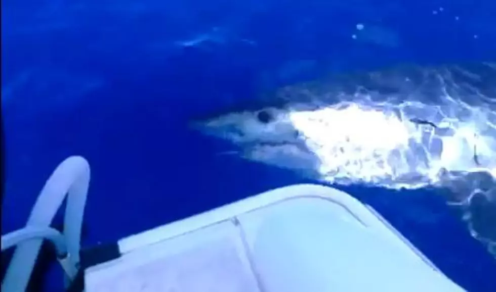 Fishermen Get Up Close And Personal With Great White Shark [VIDEO]