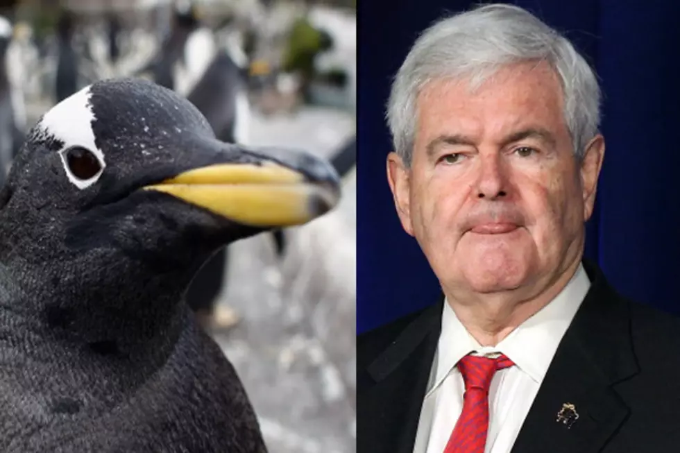 Penguins Do Not Support Newt Gingrich