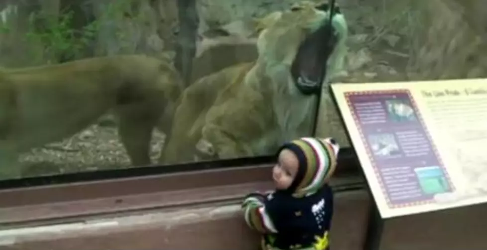 Watch As This Lion Tries To Make This Baby Into Lunch