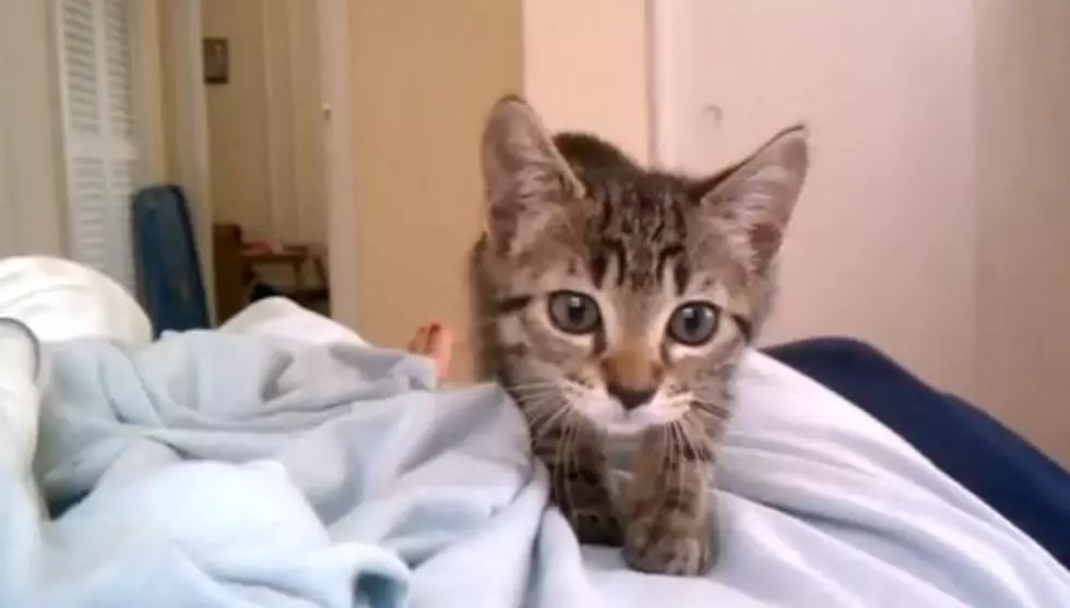 Kitten Does Most Adorable Attack Ever