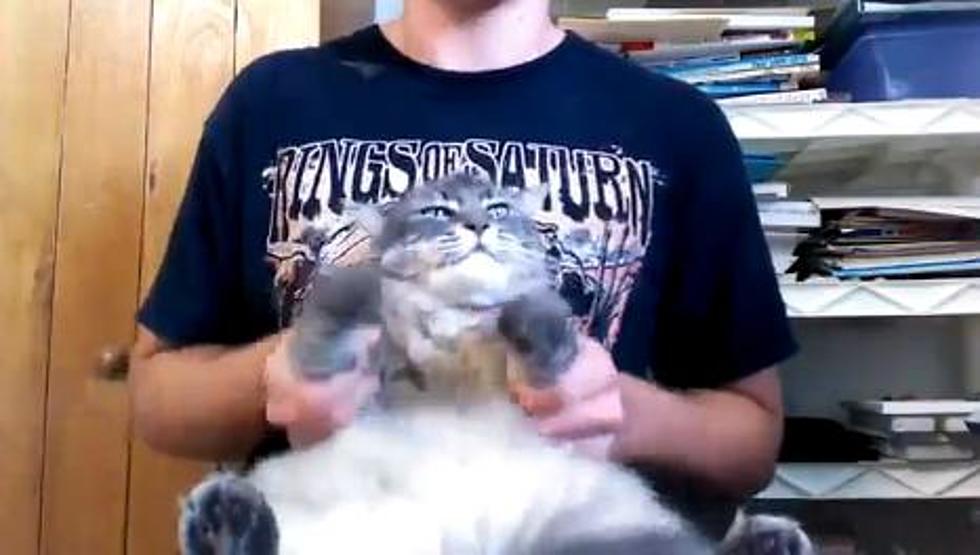 Meet An Over-Sized Cat Who Loves Heavy Metal [VIDEO]