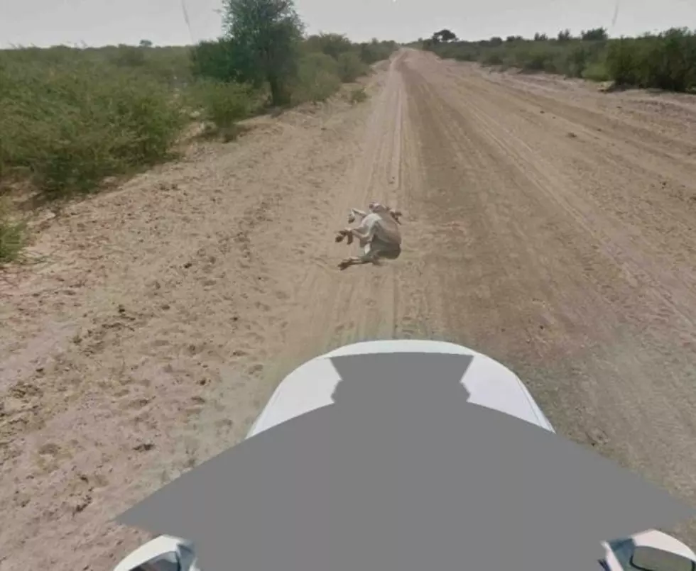 Donkey-Gate &#8211; Google Denies Running Over Donkey With Street View Car