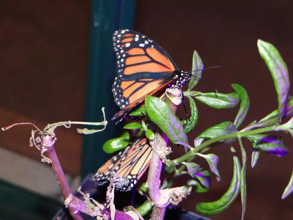 Schenectady&#8217;s MiSci Museum Features Alluring Butterfly Exhibit [PHOTOS]