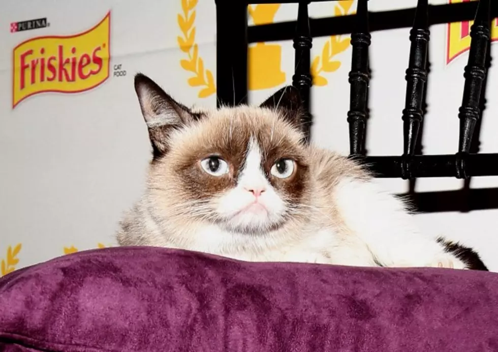 Grumpy Cat &#8211; Now You Can Have Your Own With A Plush Toy For $20