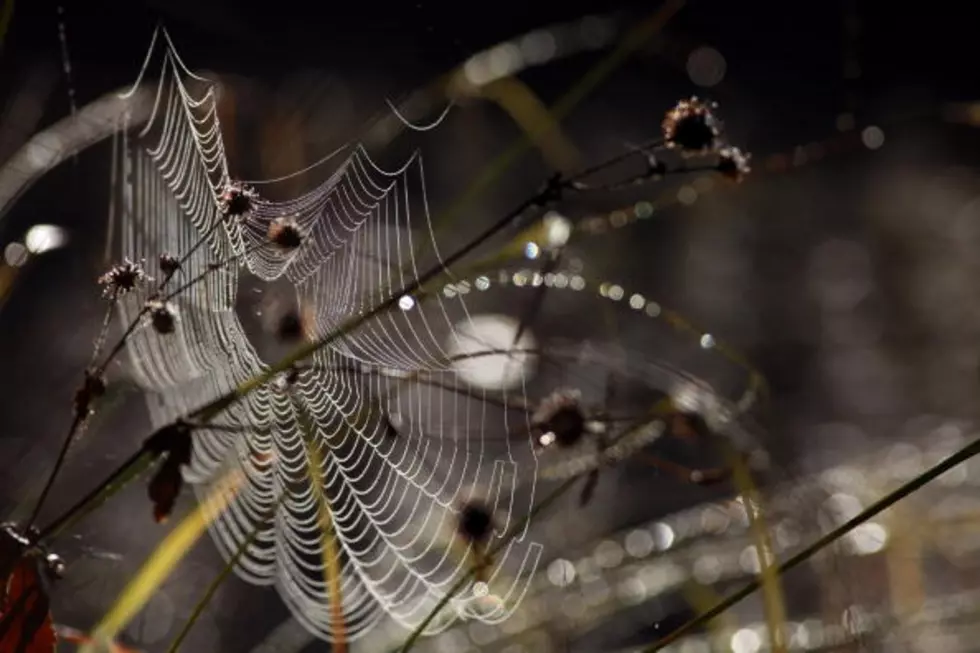 Insane Pictures Of Spiders Covering Entire Town In Australia