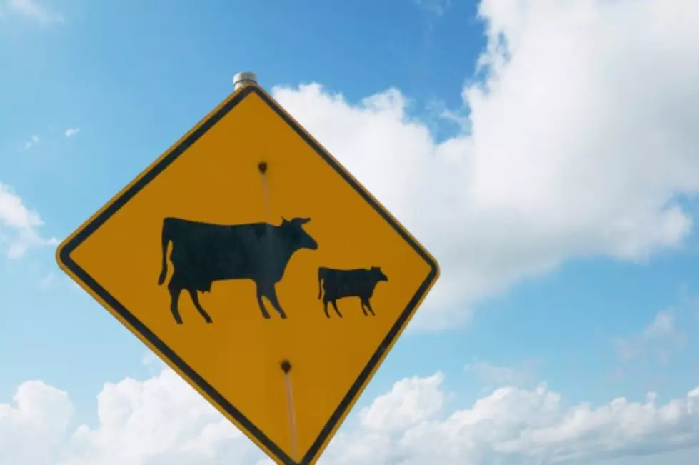 Texting Driver Hits Herd of Cows (Only In Upstate New York)