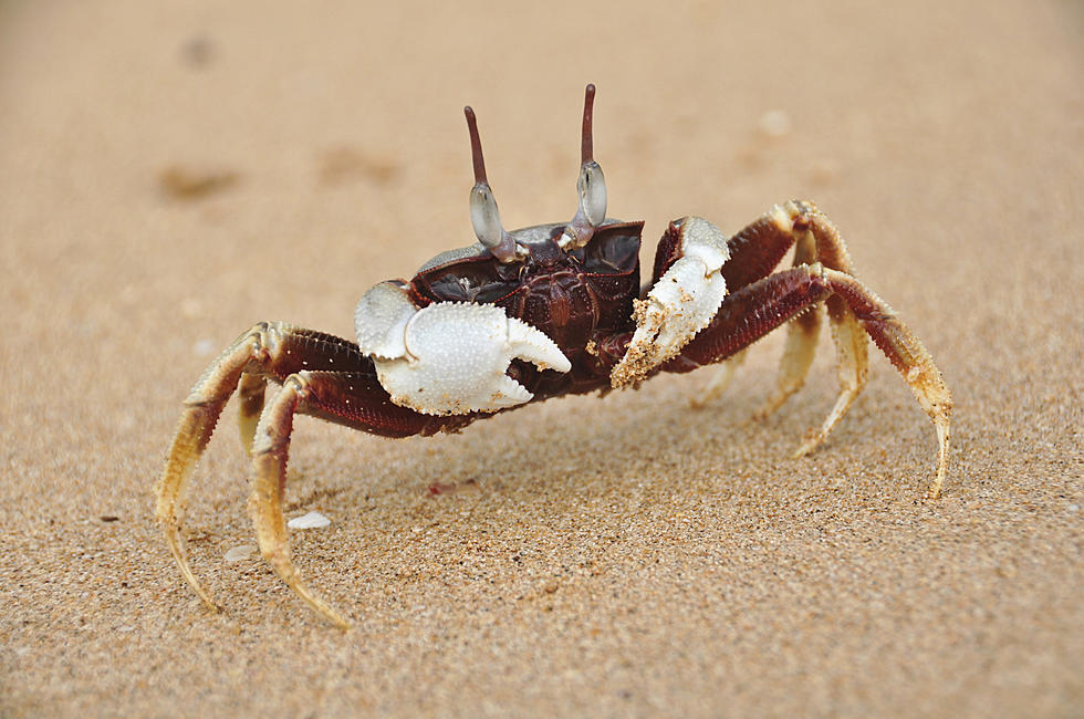 Crab Attempts to Steal GoPro Camera Filming Him