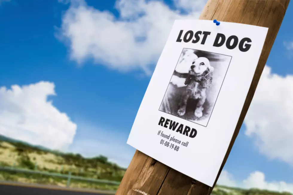 ‘Beer & Smokes’ Reward Offered For Lost Dog