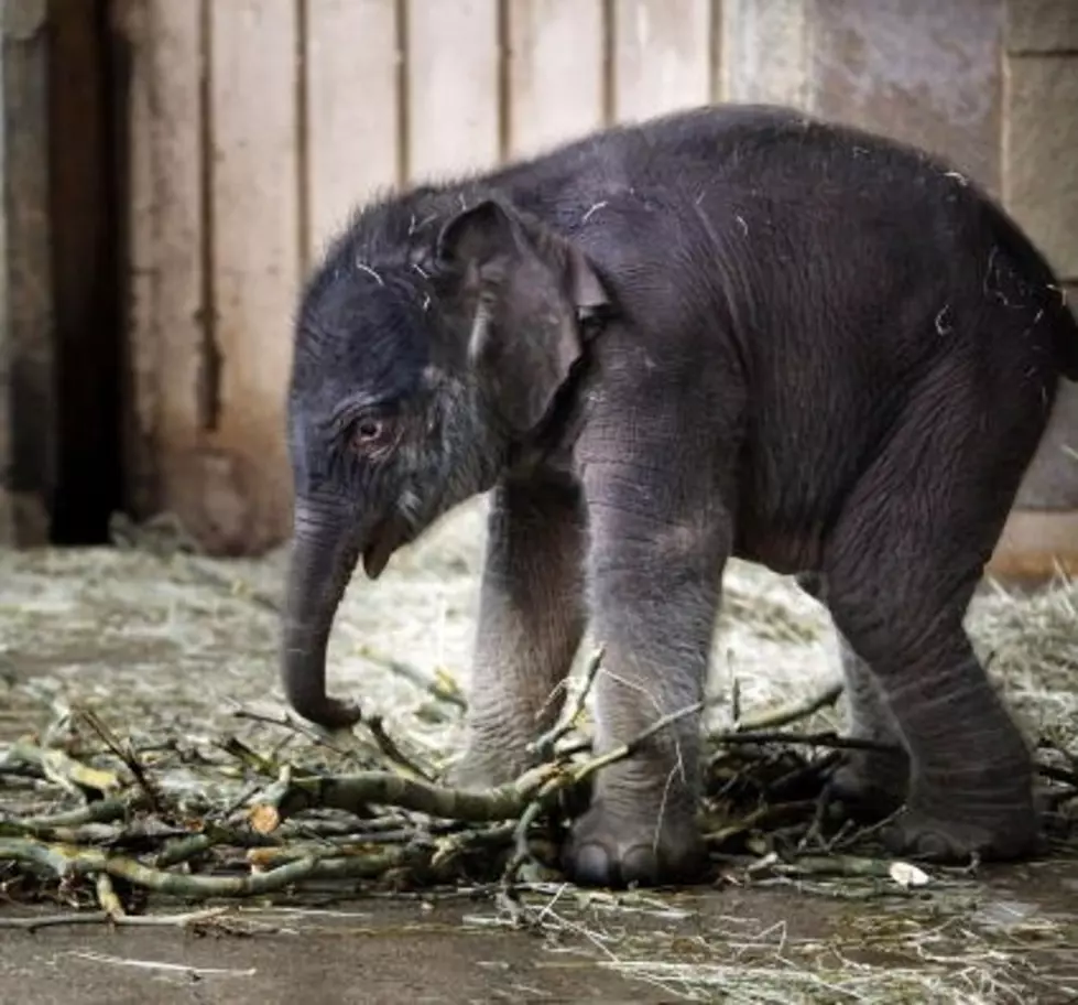 Everyone Should Have A Baby Elephant Like This [VIDEO]