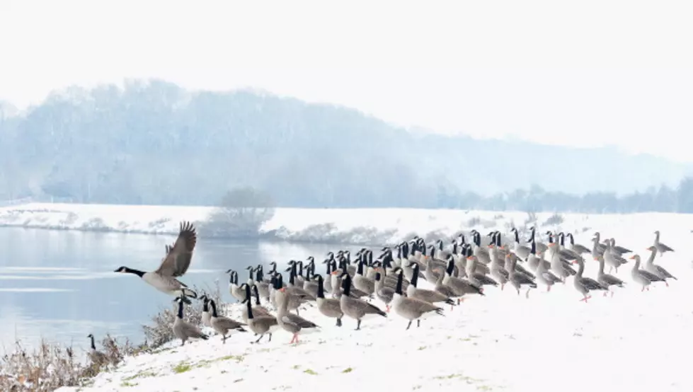 This Giant Gaggle Of Geese Is Going To Take Over The World [VIDEO]