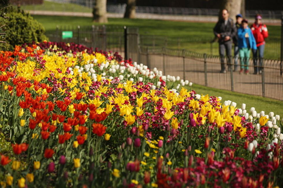 How To Do Tulip Fest In Albany Like A Pro [VIDEO]