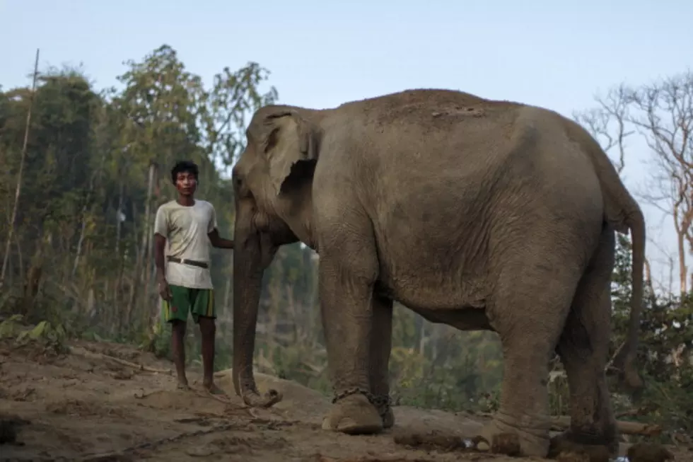 Elephant Seeing Own Reflection In Mirror For First Time Leads To More Shocking Experiments [VIDEO]