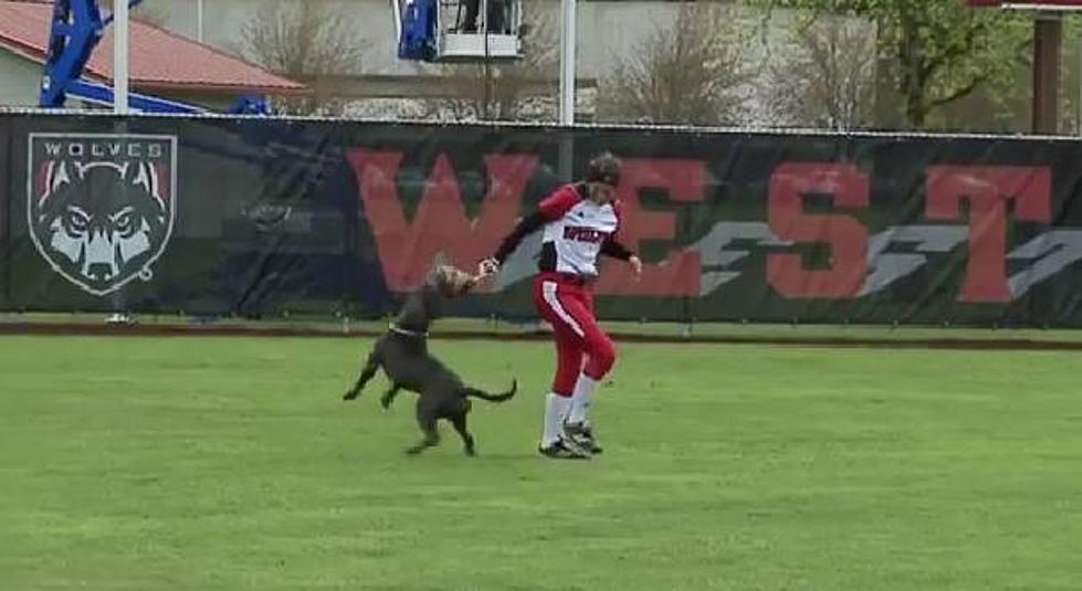 This Dog Loves Stealing Softball Gloves [VIDEO]