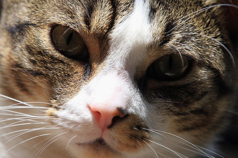 The Meanest Cat On Earth [VIDEO]