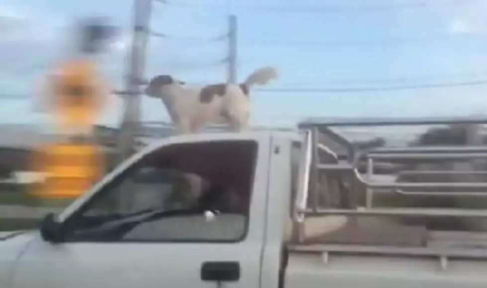 Dog Rides On Roof of Speeding Car [VIDEO]
