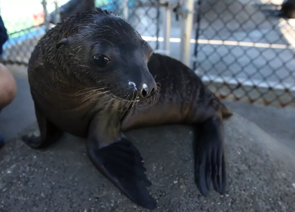 Baby Seal Rides Surfboard [VIDEO]