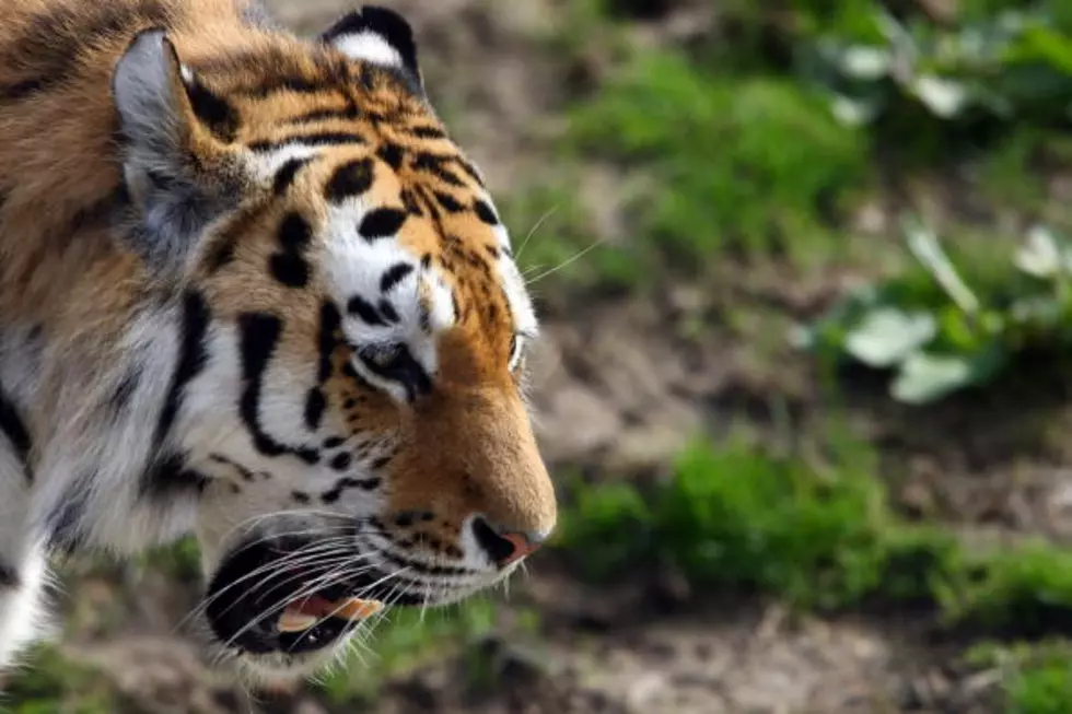 Russian Roadside Tiger [VIDEO]
