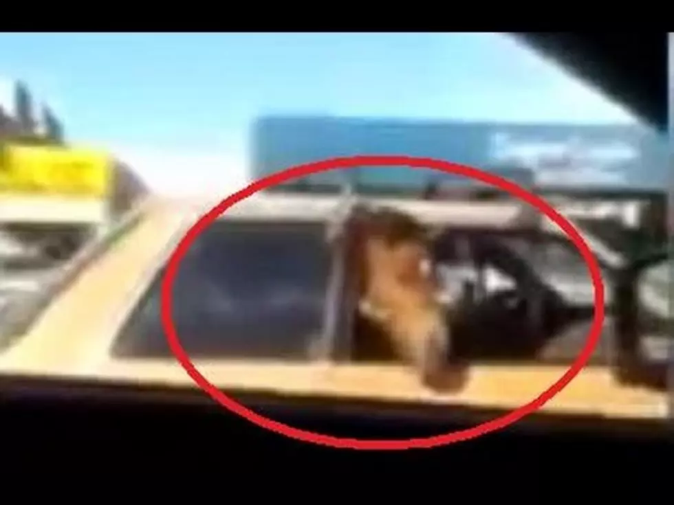 Horse Rides In Back Seat Of Car With Head Out Window [VIDEO]