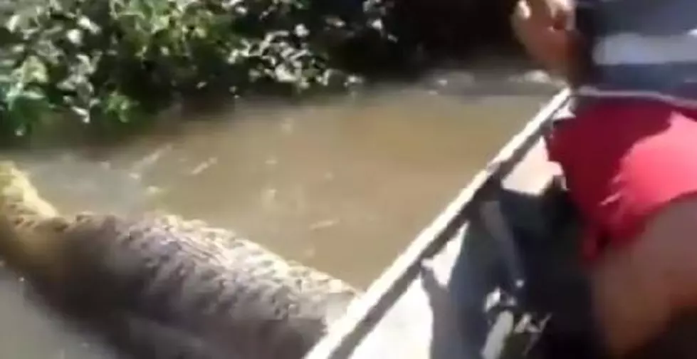 Giant Snake Found In Brazil [VIDEO]