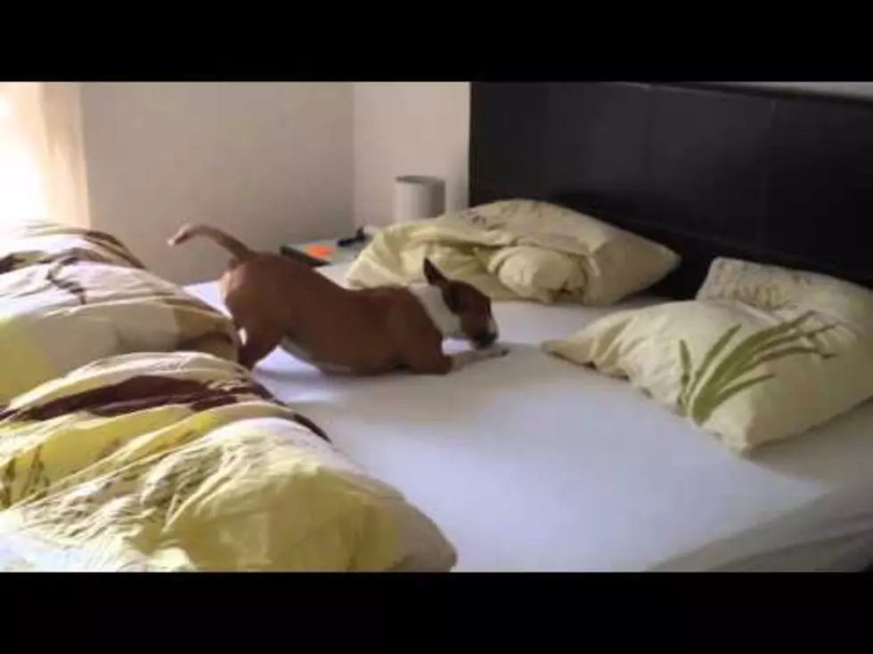 Dog’s First Time On A Bed Makes Him Bonkers [VIDEO]