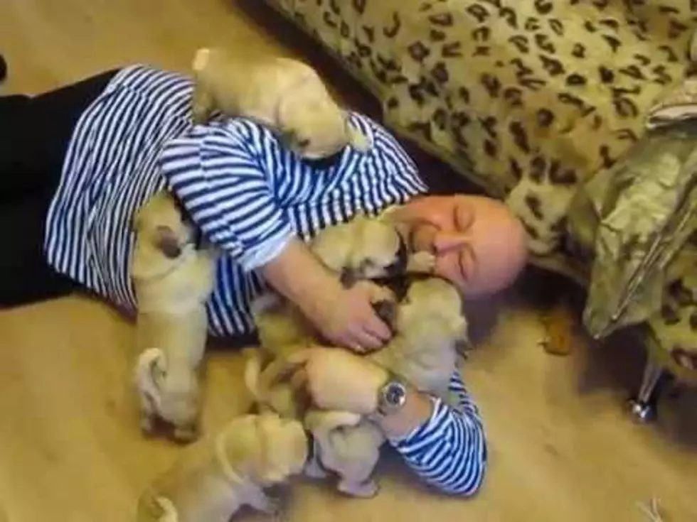 Bald Man Covered In Adorable Pug Puppies [VIDEO]