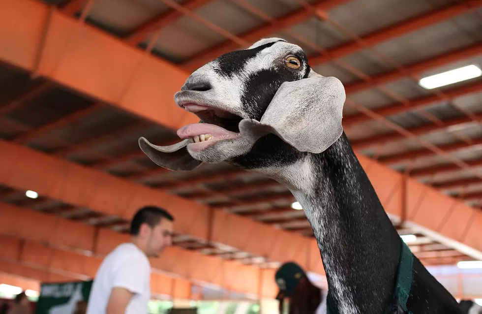 Goat Fills in For System Of A Down Song [VIDEO]