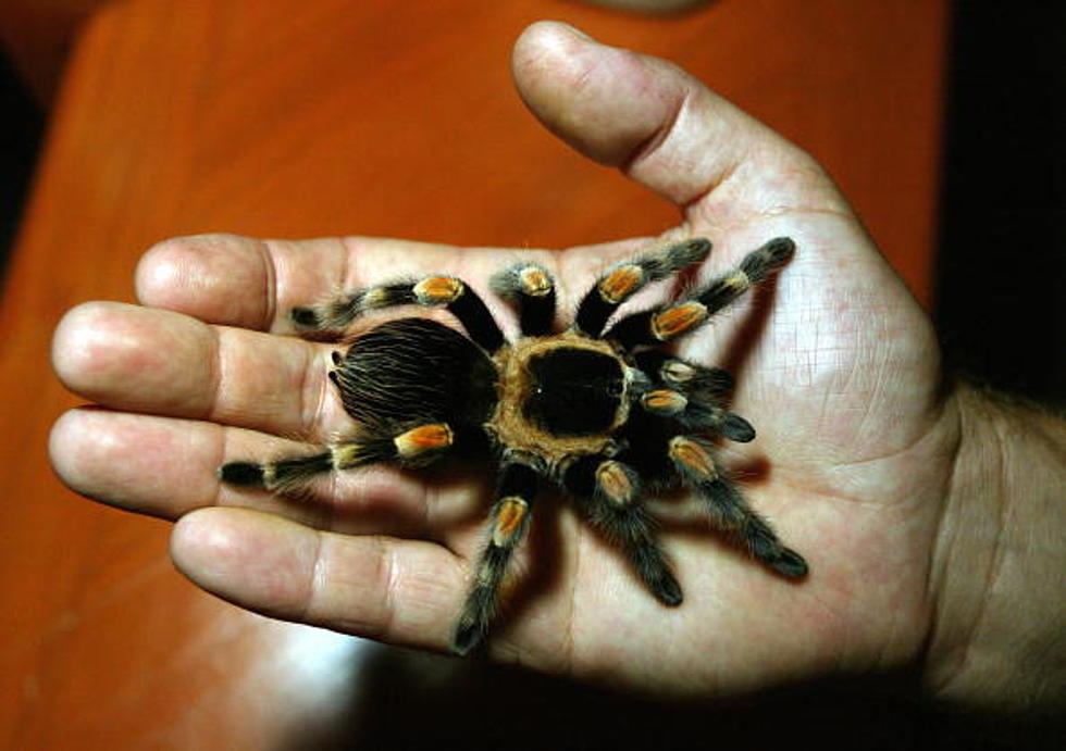 Dude With Mouth Full of Live Tarantulas Because, Why Not? [VIDEO]