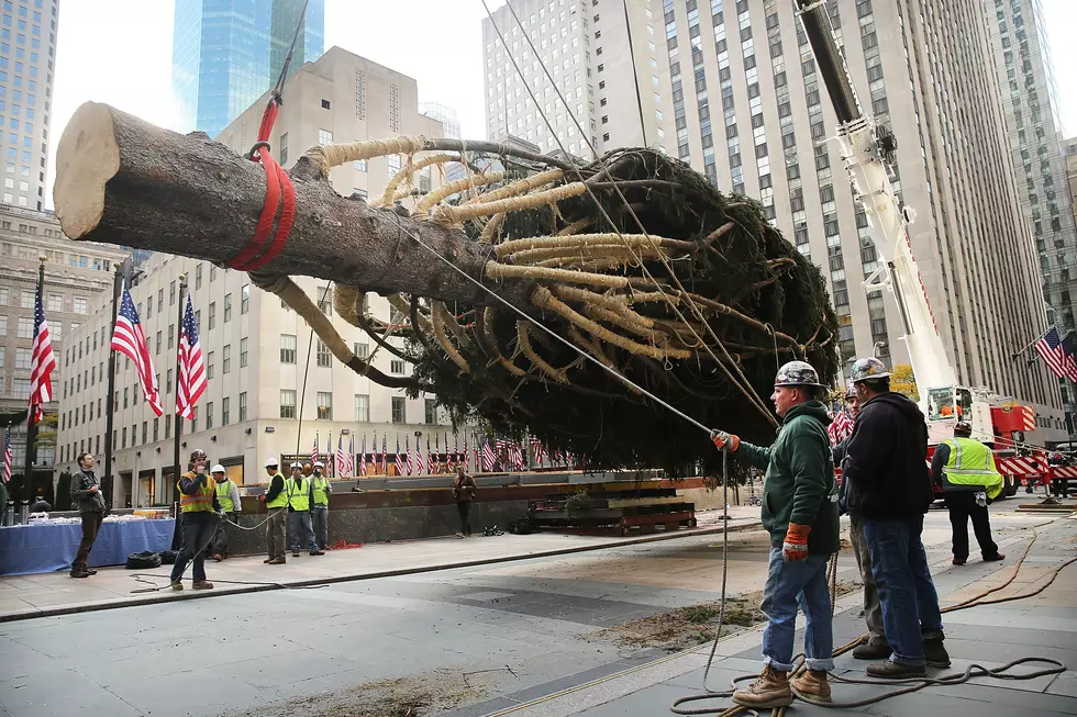 Upstate Tree On Display In NYC?