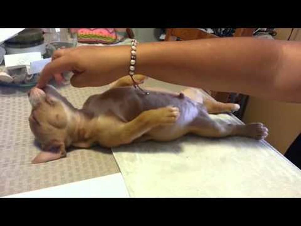 Sleepiest Puppy On The Planet [VIDEO]
