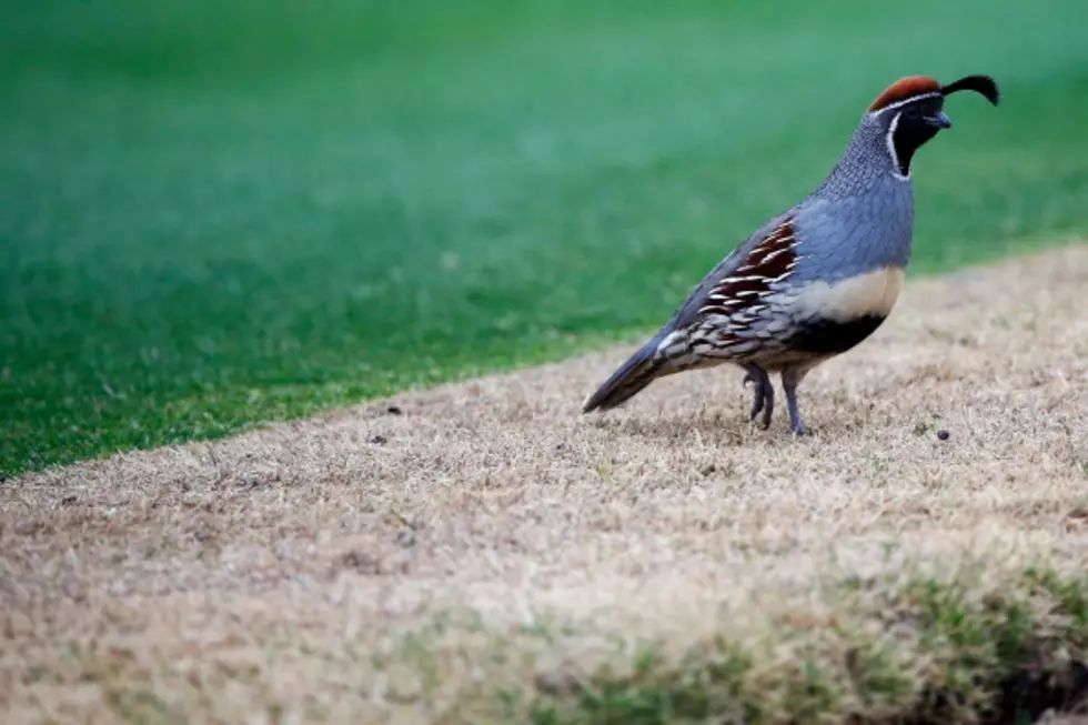 Quails Like to Strut Like a Tyrannosaurus Rex