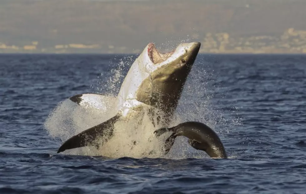 The Navy Has a Robot Shark Named Ghost Swimmer [VIDEO]