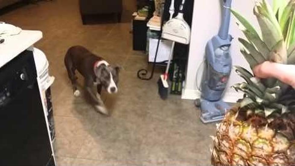 This Dog Hates Pineapples [VIDEO]