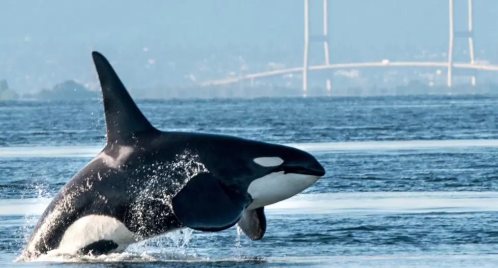 Guy on Paddle Board Gets Insanely close To Killer Whales [VIDEO]
